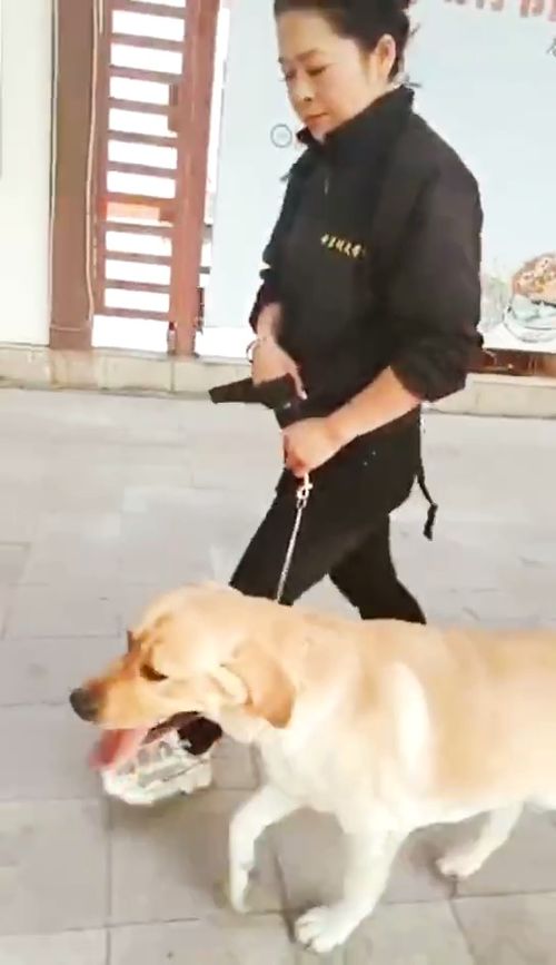 广州哪里有训练狗狗的