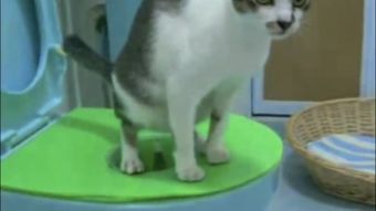 如何训练猫咪用马桶