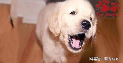 狗狗肾脏的症状有哪些