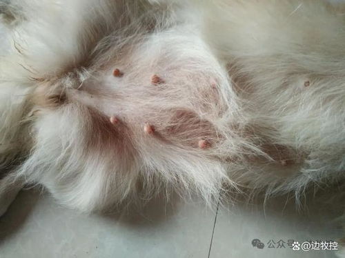母狗怀孕后多久补钙