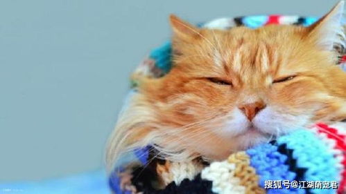 猫感冒有哪些特征