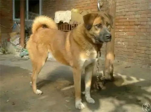 中华田园犬有哪些