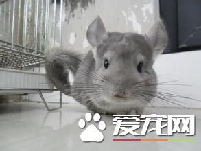 龙猫真菌多久能好