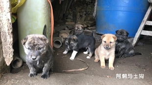中华田园猎犬哪里有卖