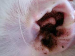 猫得耳螨会怎么样