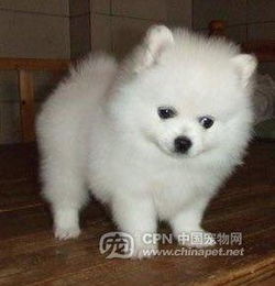 比熊犬和博美哪个贵