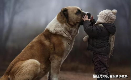 狗是如何被驯化的