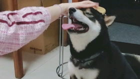 如何训练阿拉斯犬