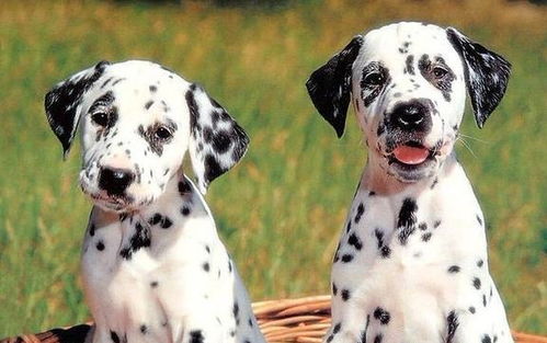 哪些犬是中型犬