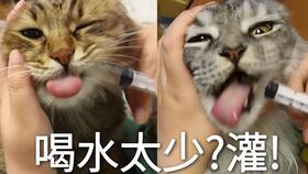 如何灌猫咪喝水