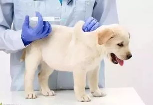 哪里宠物打狂犬疫苗