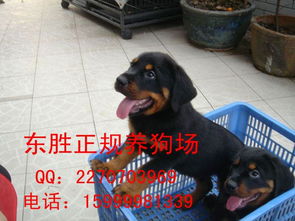 广州哪里有罗威纳犬