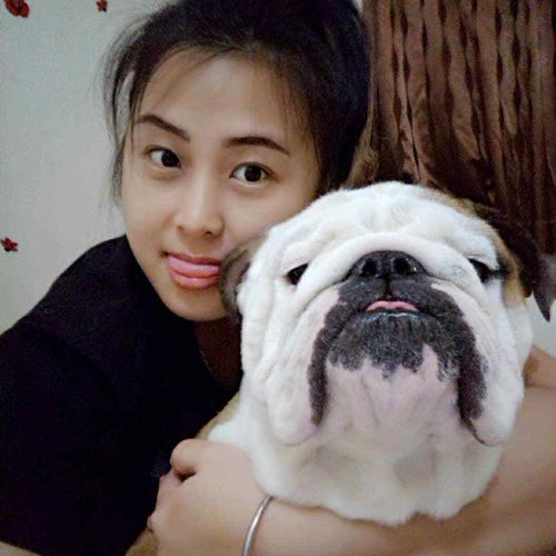 英国斗牛犬喂哪些狗粮