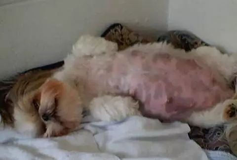 狗狗配种多久洗澡吗