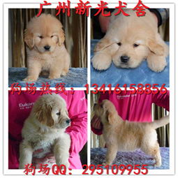 广州哪里有买金毛犬