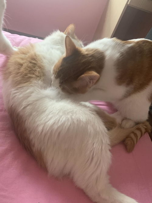母猫带小猫要带多久