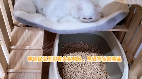 小猫多久自己会出窝