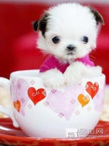 哪里可以买到茶杯犬