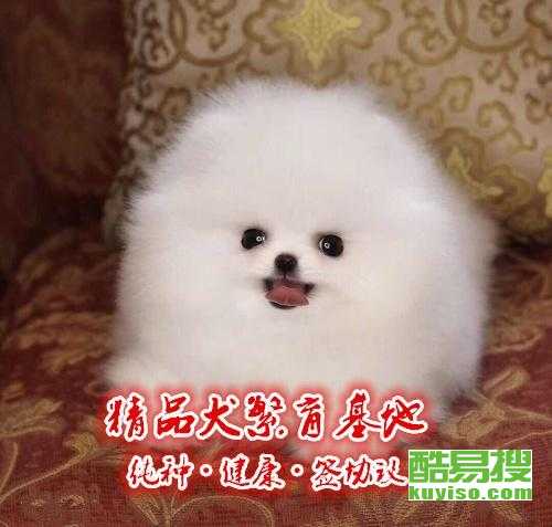 哪个地方博美犬好