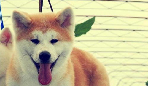 秋田犬的品种有哪些