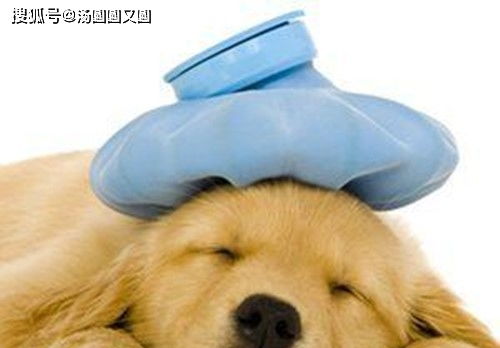 狗狗感冒时间持续多久
