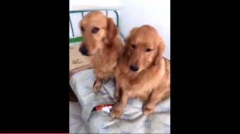 金毛犬打架怎么样