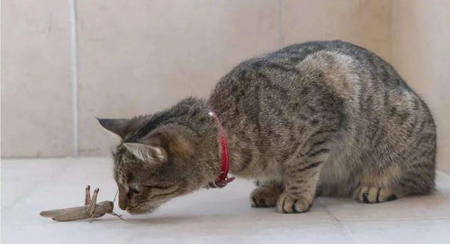 如何给流浪猫驱虫