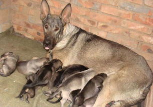 如何照顾新生幼犬