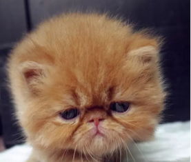 波斯猫和加菲哪个好