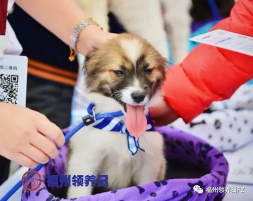 哪里有猫狗领养