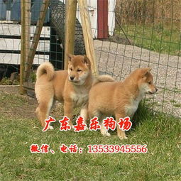 柴犬幼犬在哪里买