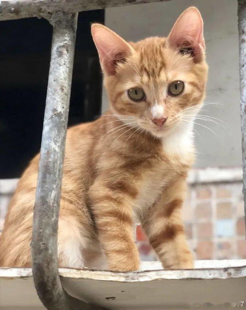 重庆哪里可以收养猫