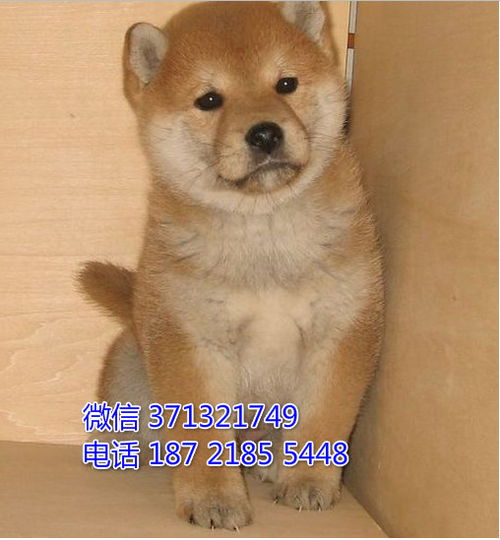 合肥哪里有卖大型狗