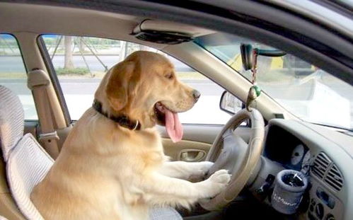 如何训狗坐车