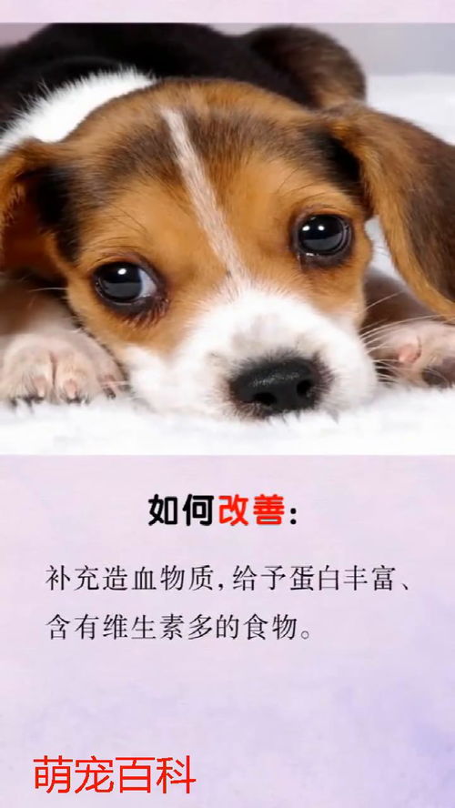 狗狗贫血会怎么样
