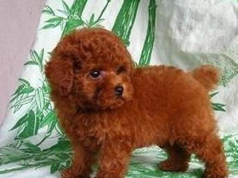 哪里可以买泰迪幼犬