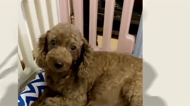 贵宾犬指的是哪些狗狗