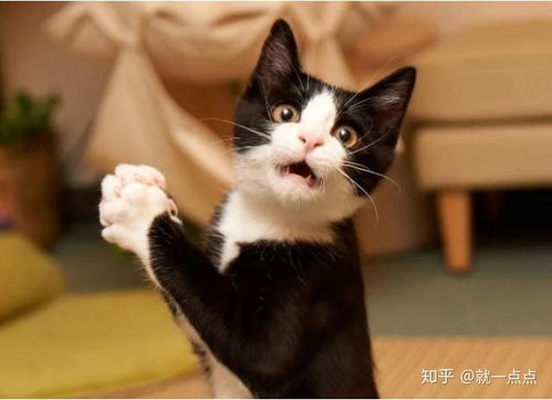 可以喂猫咪哪些肉