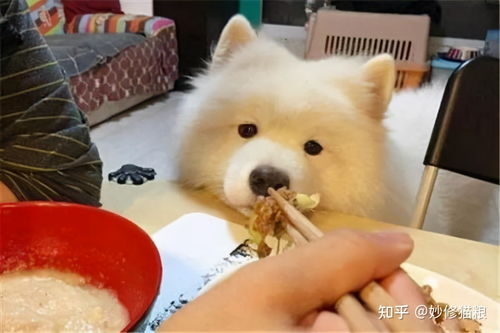 萨摩狗粮哪个好