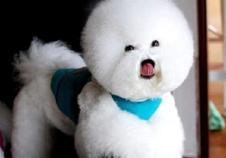 比熊犬去哪里捡