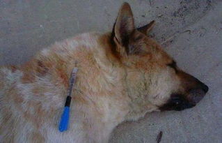 狗狗中毒了多久会死