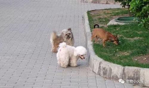 母狗多久可以受孕