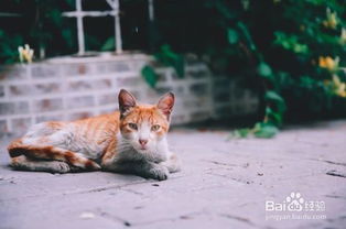 如何防止猫咪丢失