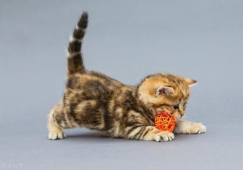 如何给猫增强抵抗力