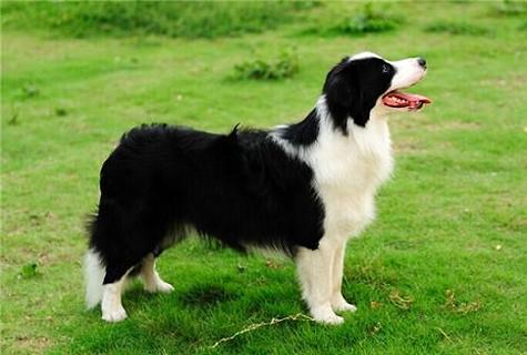边境牧羊犬如何养