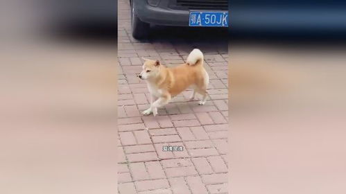 狗是如何走路的