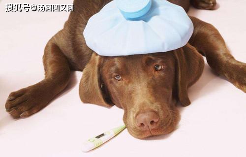 狗狗感冒多久能好
