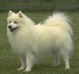 萨摩犬和银狐哪个好