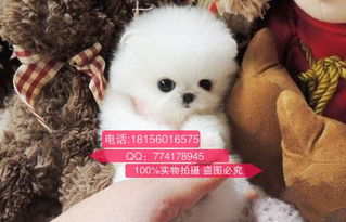 绍兴哪里买狗最好