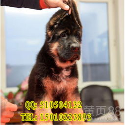 锤系德国牧羊犬怎么样